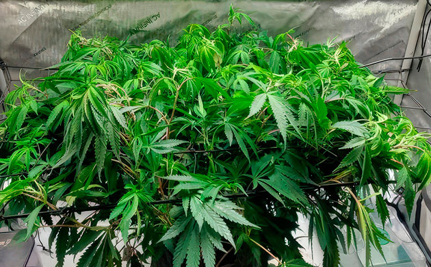 Каннабис на 8 неделе выращивания Сетка ScrOG конопли