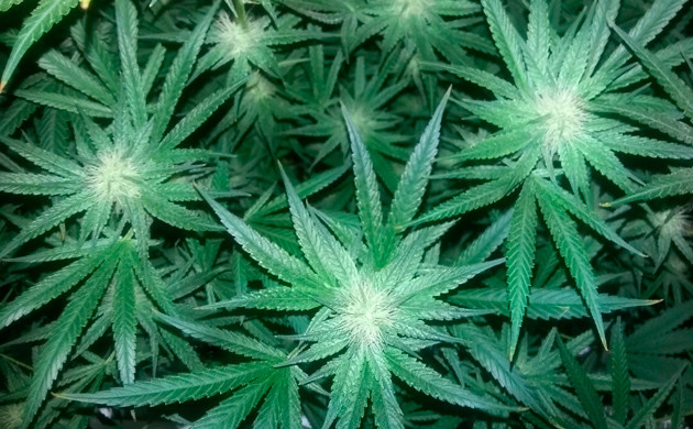 Использование удобрений для цветения Соцветия Eleven Roses