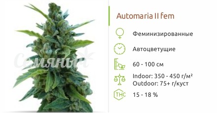 Сорт конопли Automaria II Automaria II fem от Paradise Seeds