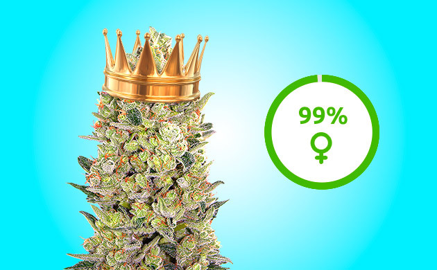 Феминизированные чемпионские сорта Семена-чемпионы на 99% феминизированные