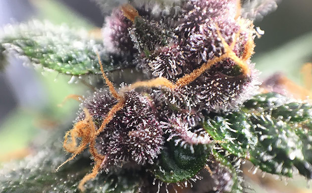 Смена цвета шишек на фиолетовый Фиолетовая шишка LSD Auto