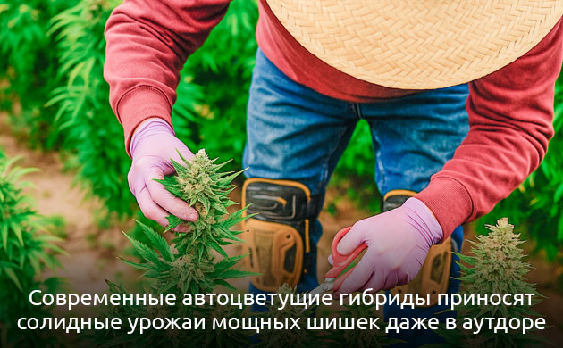 Автоцветущие и Фотопериодные сорта Сравнение сортов: автоцветущие и фотопериодные