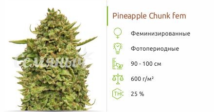 Сорт конопли Pineapple Chunk Pineapple Chunk fem сидбанк Семяныч
