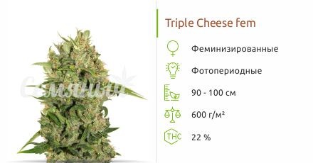 Сорт конопли Triple Cheese Triple Cheese fem (Barney's Farm)