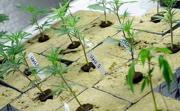 Соединение свойств сортов через прививку Технология прививки для улучшения урожайности