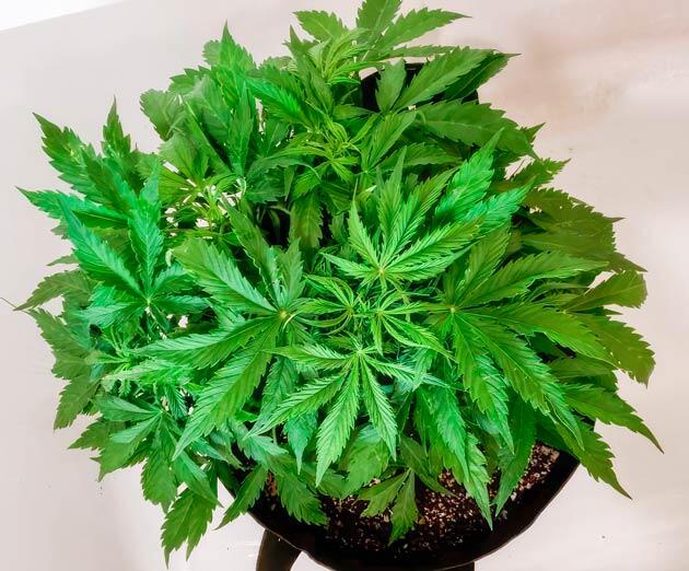 Развитие конопли и смена режима освещения Куст Northern Lights 10 of 10 от Seedkeepers на 5 неделе