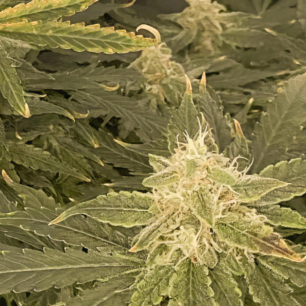 Завершение цветения марихуаны Куст Wedding Cake Auto на завершении цветения