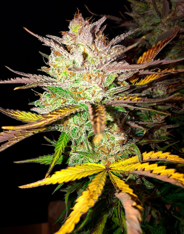 Подготовка к харвесту на 11 неделе выращивания Соцветие Original Blueberry на 11 неделе выращивания