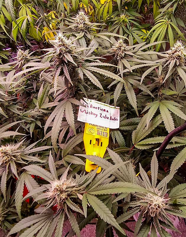 Аромат конопли усилился Конопля на 8 неделе роста