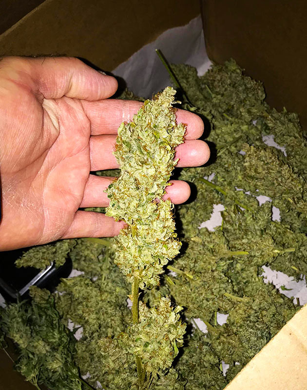 Полученный урожай Сухие шишки марихуаны