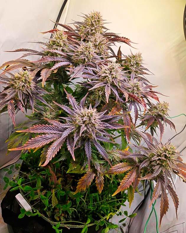 Куст Lemon Cherry Gelato Auto R3 на 6 неделе цветения