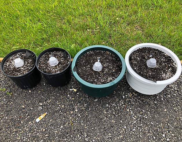 Проращивание семян конопли Original Jack Herer Auto Проращивание Original Jack Herer Auto