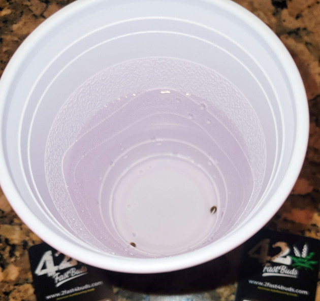 Проращивание семян конопли Ztrawberriez Auto Проращивание Ztrawberriez Auto