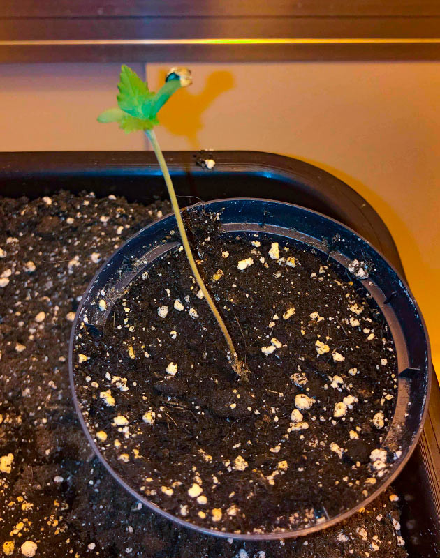 Проращивание семени Росток Zkittles Auto от Семяныча