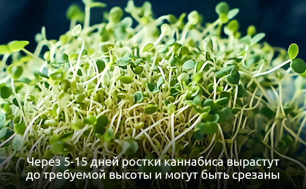 Уход за саженцами микрозелени конопли Уход за микрозеленью конопли