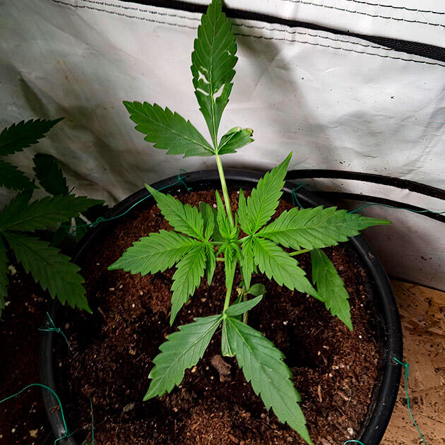 Растишка Grandmommy Purple Auto от Herbies Seeds на 1 неделе