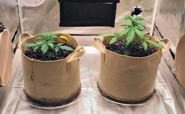 Применение техники FIM-обрезки Обрезка верхушки кустов