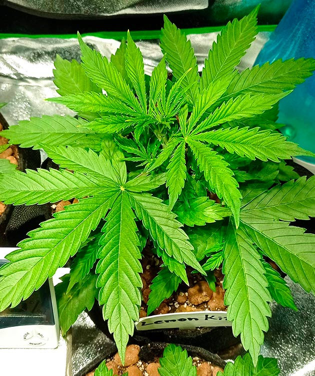 Выращивание куста конопли на 3ей неделе Взрыв роста куста на 3ей неделе