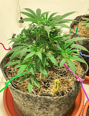 Начало тренировки куста на 4 неделе Растягивание боковых стеблей