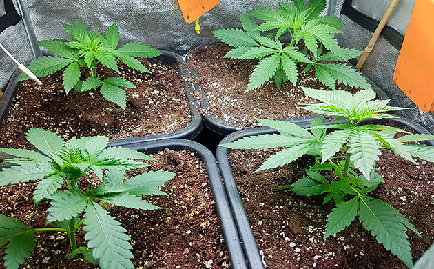 Третья неделя выращивания Четыре куста в боксе