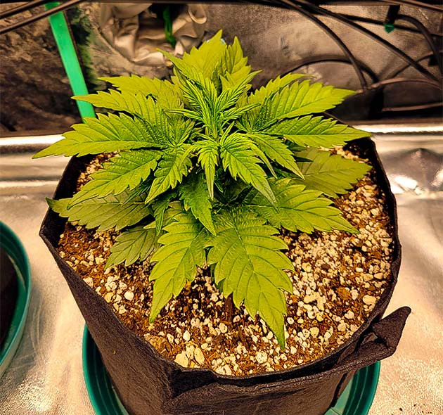 Стимуляция роста куста Strawberry Amnesia Здоровые саженцы и плотная листва Apricot Auto