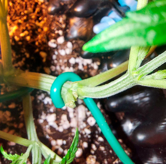 4 неделя роста марихуаны LST метод для выращивания конопли