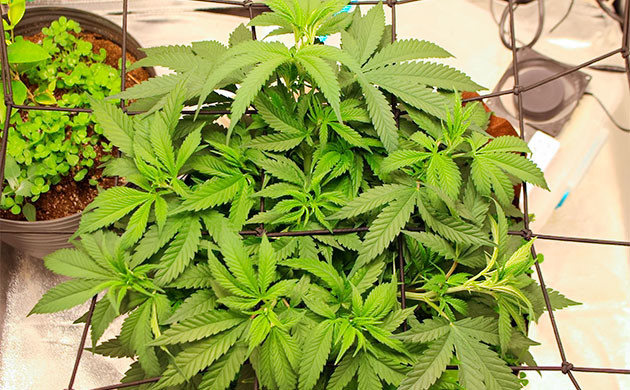 Подготовка куста Sugar Bomb Punch к цветению Тренировка растения Sugar Bomb Punch