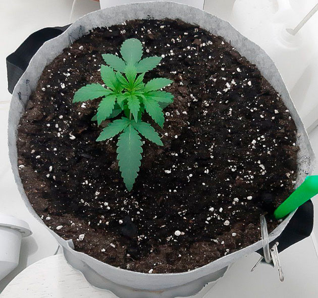 Начало тренировок Glue Sherbet Тренировка растения Glue Sherbet