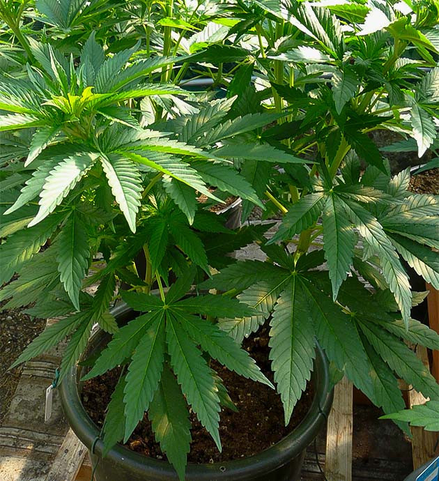 Температура растет: новые вызовы Топпинг и дефолиация Runtz Fast Flowering