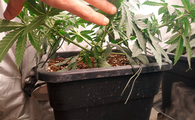 LST подгиб каннабиса Растягивание ветвей к краям горшка