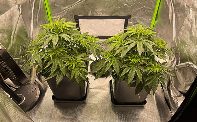 Подготовка к цветению Apollo F1 Auto Первые шаги к цветению Apollo F1 Auto