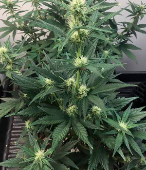 Бутоны на кусте Цветущий куст на 4 неделе