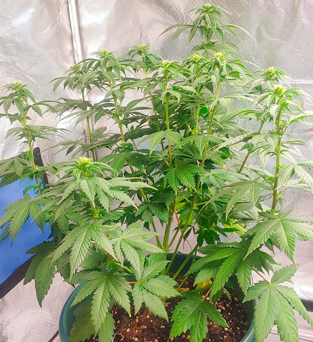 Blueberry OG дневник по выращиванию Гроурепорт сорта Blueberry OG