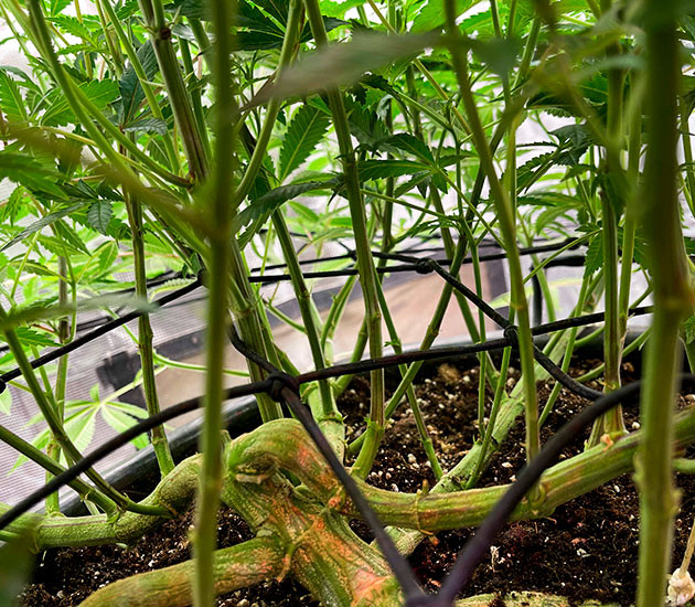 Куст под светом 12/12 Сетка ScrOG на нижнем ярусе