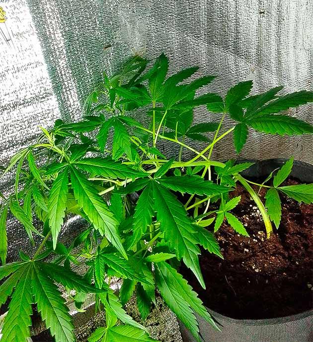 LST и полив марихуаны Куст Sexy Cinderella Auto от Семяныча на 6 неделе