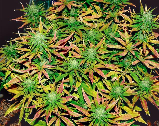 Появление трихом в конце 8 недели Куст Tropicana Cookies Auto на 8 неделе