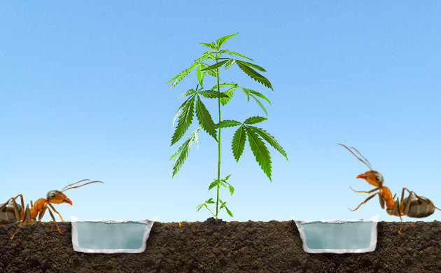 Ловушка для муравьев Ров наполненный водой вокруг куста конопли