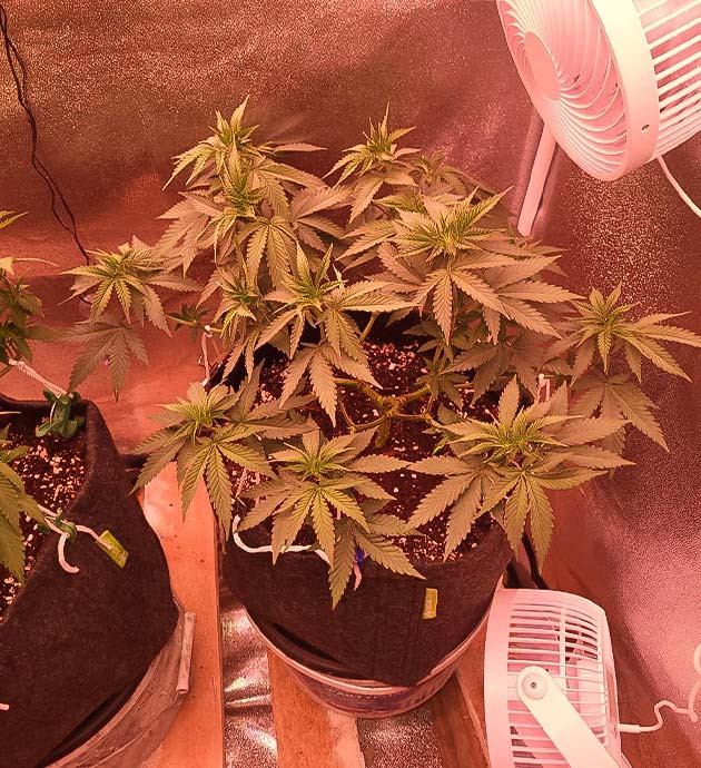 Окончание стадии вегетации каннабиса Рост куста конопли 37 см на 9 неделе