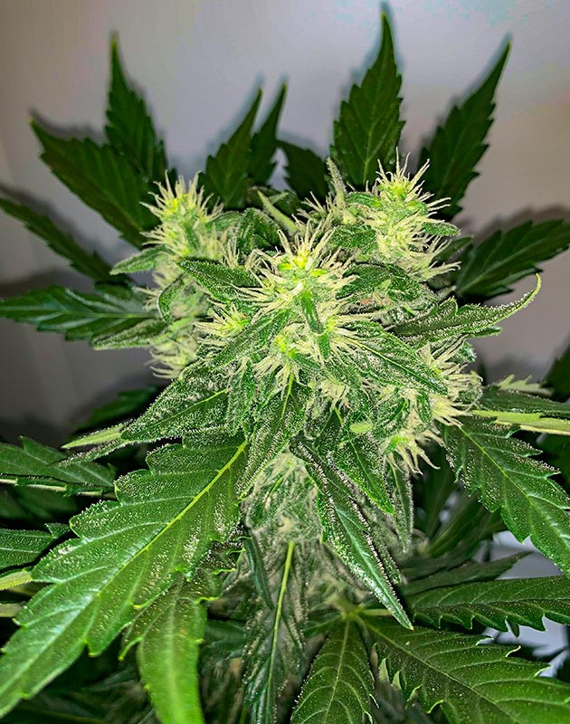 Полив и подкормка конопли Куст Zkittles Auto от сидбанка Семяныч на 8 неделе