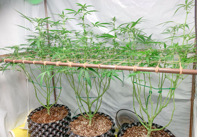 Развитие соцветий Кусты Gorilla Auto на стадии цветения