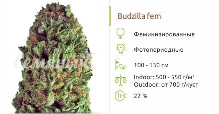 Сорт конопли Budzilla Budzilla fem (Heavyweight Seeds)