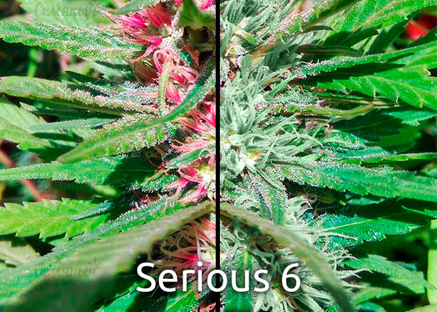 Фенотип сорта Serious 6 Зеленый и розовый оттенки шишек сорта Serious 6
