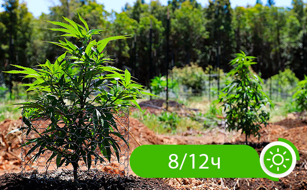 Свет для конопли в открытом грунте Освещение конопли на открытом воздухе