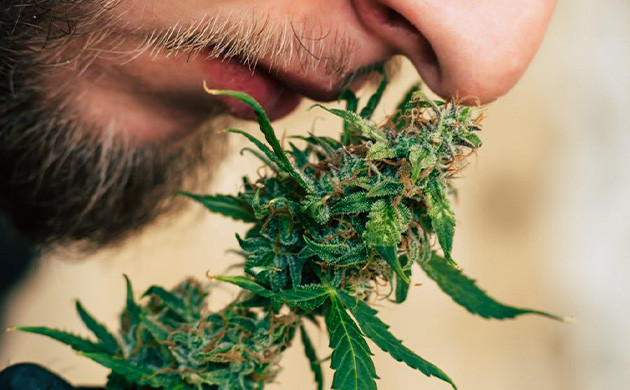 Определение терпенов Что такое терпены