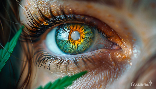 Медицинская марихуана против глаукомы