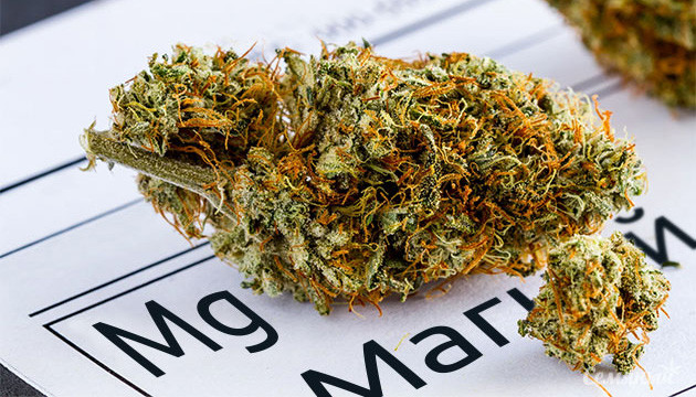 Нехватка магния у каннабиса Дефицит магния у конопли