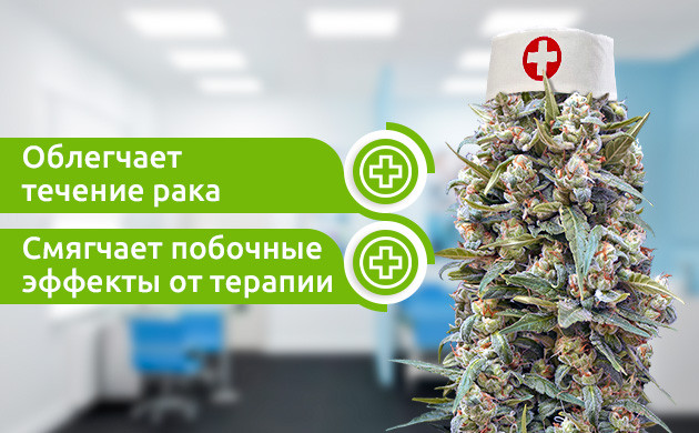 Свойства каннабиса при лечении рака Медицинский потенциал марихуаны
