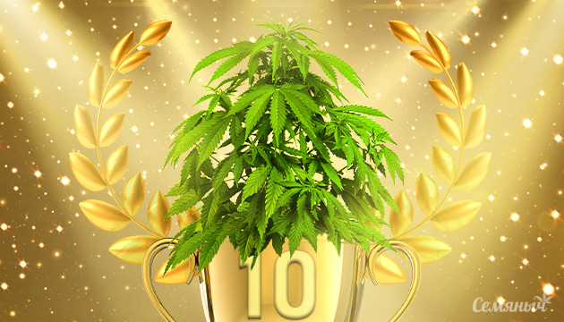 Подборка из 10 лучших сортов марихуаны Топ 10 сорта конопли