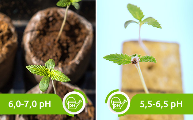 Значение pH для почвы и инертного субстрата Оптимальные уровни pH для выращивания конопли