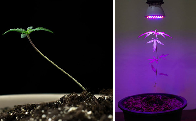 Признаки дефицита света Длинный худой стебель